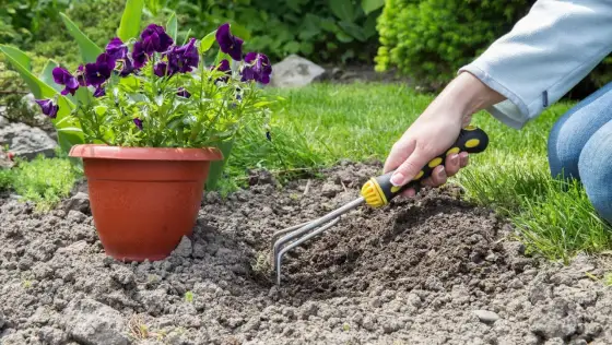 Ziemia zasadowa - Jak podlewać i dbać o rośliny?