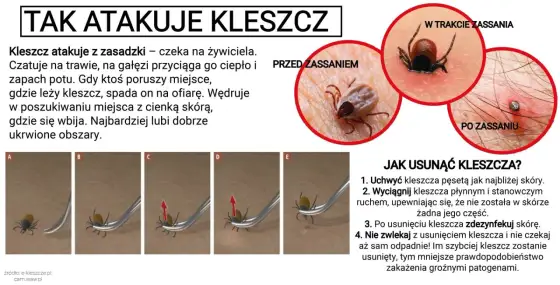 Czy kleszcze skaczą - Jak naprawdę atakują i jak się chronić?