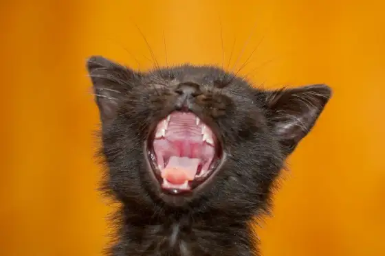 Czy kotom wypadają zęby - Kiedy to norma, a kiedy objaw choroby?