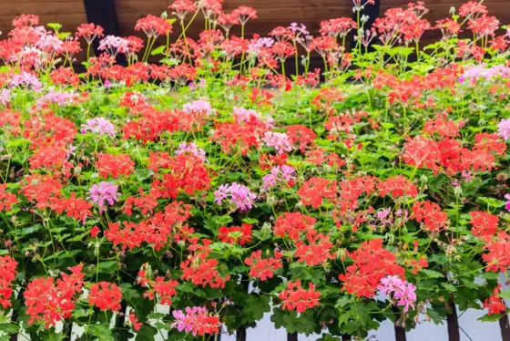 Pelargonia pełna - Jak uprawiać, by kwitła obficie?