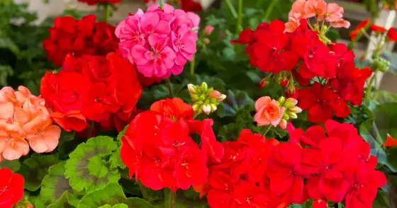 Jaka ziemia do pelargonii? Sekrety obfitego kwitnienia!