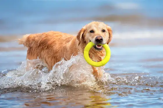 Mer avec son chien - Réussir sa journée plage sans stress