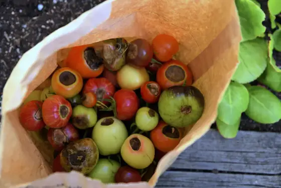 Kalcium till tomater - Fixa pistillröta & stark frukt
