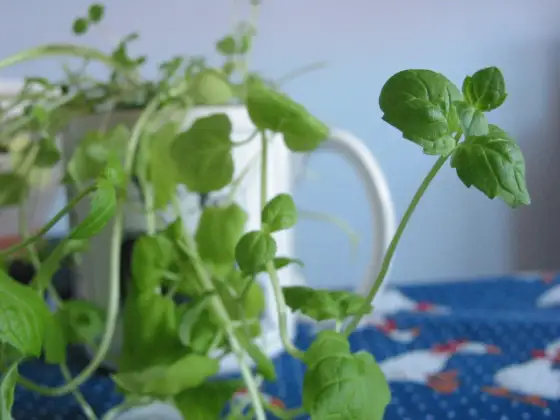 Jak suszyć miętę, by nie straciła aromatu? Sprawdź!