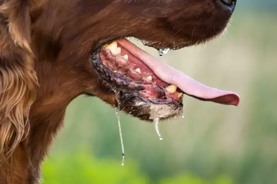 Rabia en perros - Síntomas, prevención y qué hacer urgente