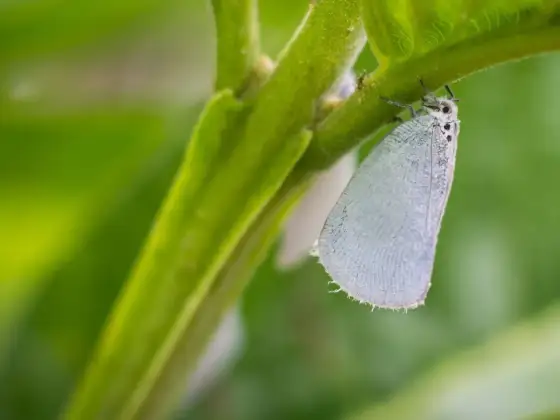 Naturalny wróg mączlika - Który gatunek jest najskuteczniejszy?