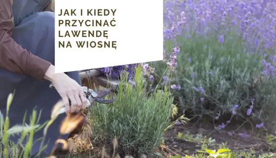 Kiedy sadzić lawendę? Wiosna czy jesień? Sprawdź najlepszy termin