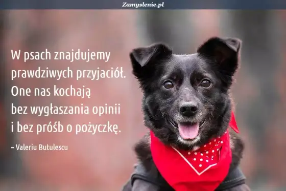 Cytaty o psach - jak wybrać idealny? Unikaj wpadek!