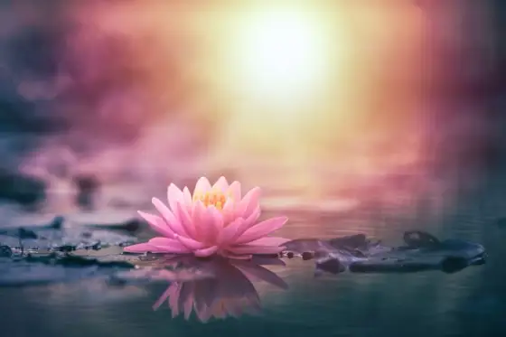 Flor de loto rosa - significado, simbolismo y usos