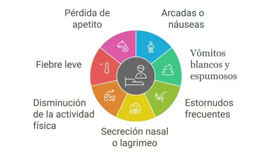 Tos de las perreras - síntomas, cuidados y señales de alarma