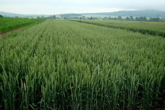 Jęczmień ozimy - Jak zwiększyć plon? Agrotechnika bez błędów