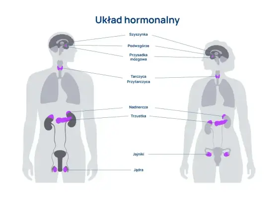 Układ hormonalny - Jak działa i jak o niego dbać?