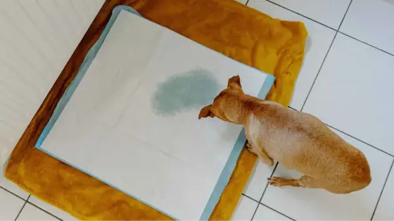 Infección urinaria en perros - Síntomas, causas y tratamiento