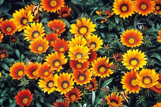 Gazania w doniczce - uprawa i pielęgnacja. Kwitnie całe lato!