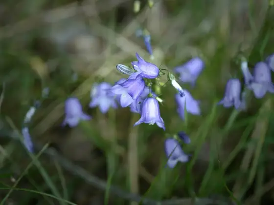 Dzwonki (Campanula) w ogrodzie - Wybierz i pielęgnuj bez błędów
