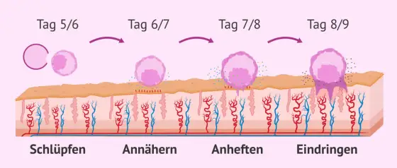 Was passiert nach dem Eisprung? Befruchtung, Einnistung und Test