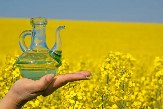 Co powstaje z rzepaku? Olej, śruta i biodiesel w praktyce