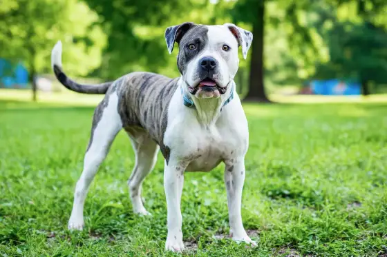 Bouledogue américain - Le guide complet pour un maître averti