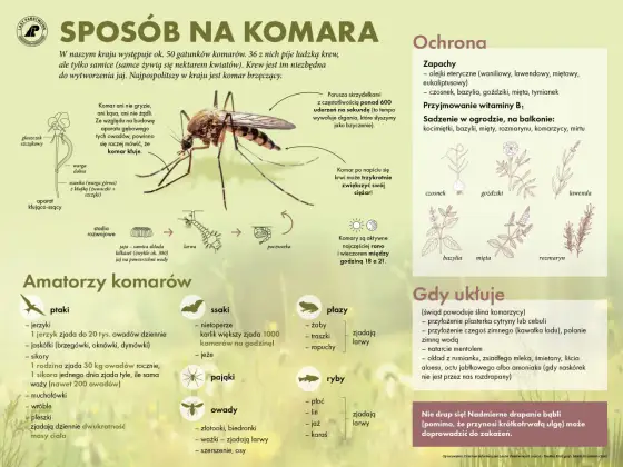 Co odstrasza komary - Jakie rozwiązania naprawdę działają?