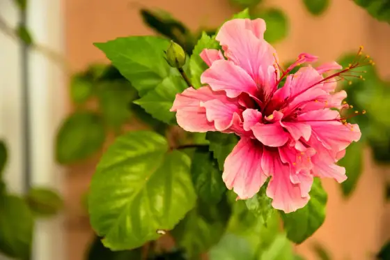 Hibiskus - stanowisko kluczem do obfitego kwitnienia? Sprawdź!