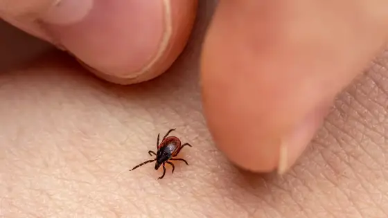Cómo extraer una garrapata de forma segura y evitar enfermedades