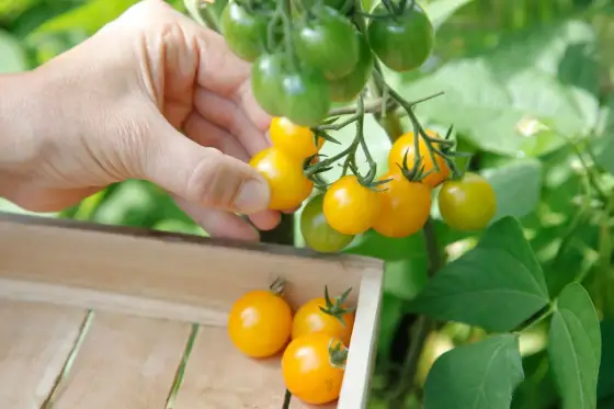 Tomates cerises en pot - Les 3 réglages clés pour une récolte abondante