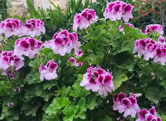 Domowy nawóz do pelargonii - Kwitnienie przez całe lato!