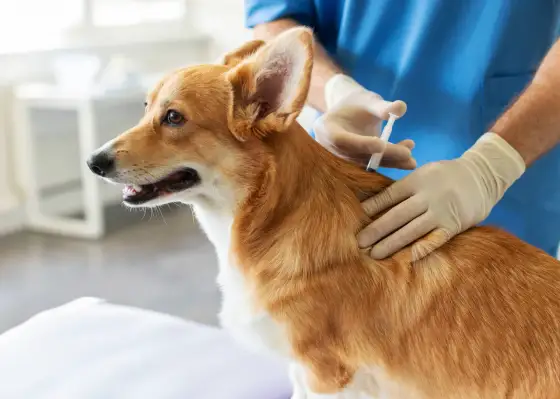 Vaccination chien - Le protocole vraiment utile pour votre compagnon