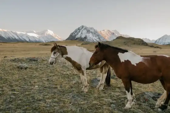 Mustang - cechy, temperament i zastosowanie w praktyce
