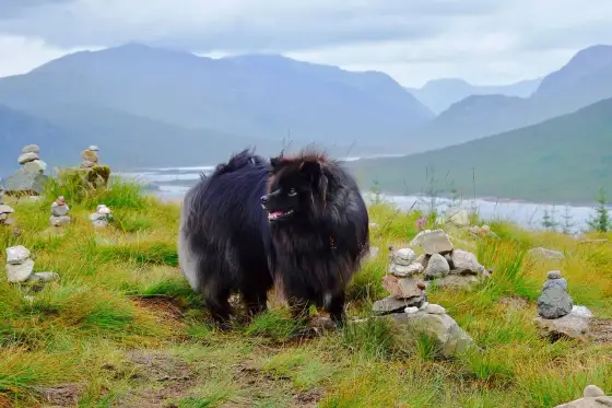 Voyager avec son chien - Le meilleur pays ?