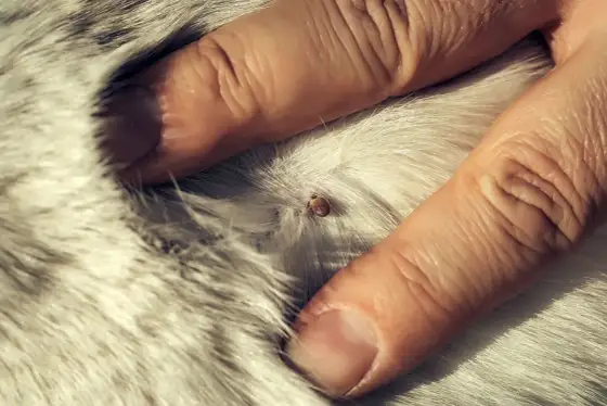 Tique sur chien - Retirer, traiter, protéger efficacement