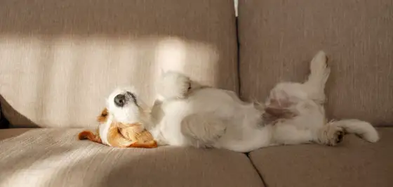 Perros que sueltan poco pelo - razas y cuidados clave