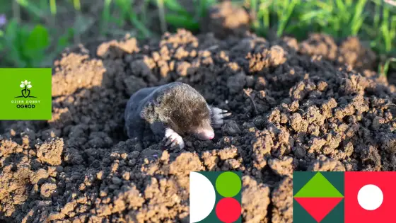 Agresywne sroki w ogrodzie? Sprawdź, jak je humanitarnie odstraszyć!