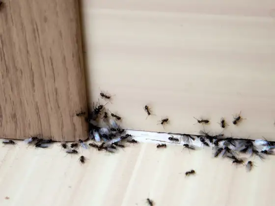 Mrówki w domu? Skuteczne sposoby na pozbycie się intruzów!