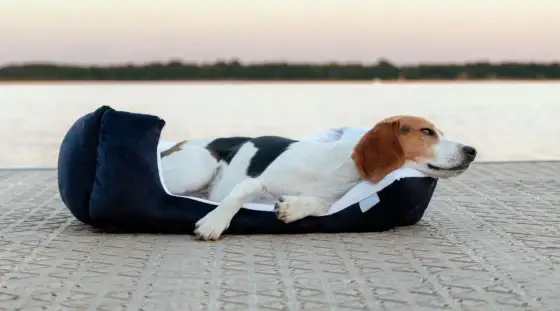 Coussin ovale pour chien - comment choisir le bon modèle ?