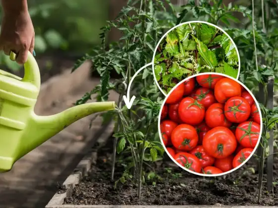 Nawożenie pomidorów pod folią - Klucz do obfitych zbiorów