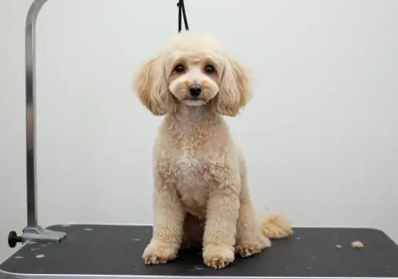 Caniche royal - Évitez les nœuds : guide d'entretien facile