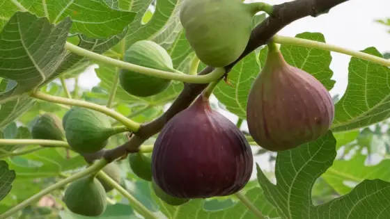 Odla fikon i Sverige - så får du frukt på riktigt