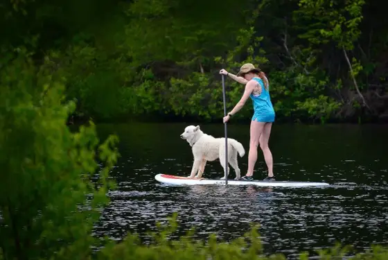 Activités insolites avec son chien - idées et conseils