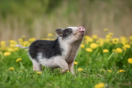 Cochon nain - La réalité derrière le "mini" en France