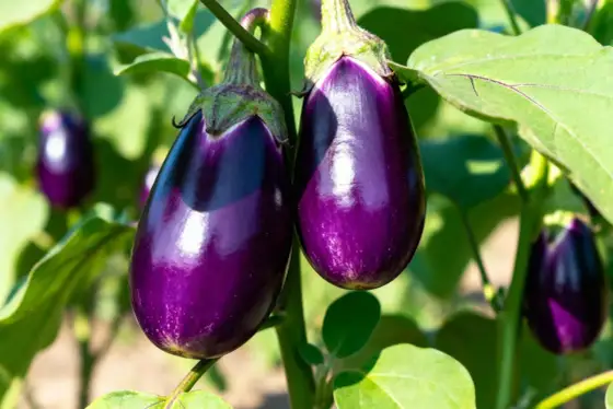 Coltivare la melanzana - Guida completa per un raccolto perfetto