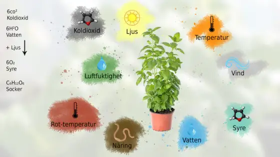Växtlampa - Välj rätt för optimal tillväxt & undvik misstag