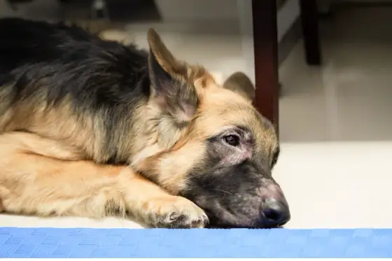 Fukteksem hos hund - Känn igen, behandla & förebygg hot spots