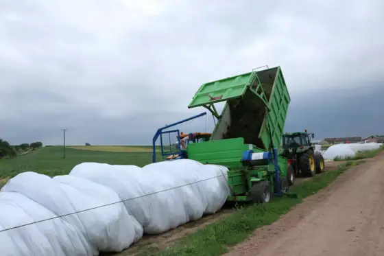 Kukurydza na kiszonkę - Jak uzyskać najlepszy plon?