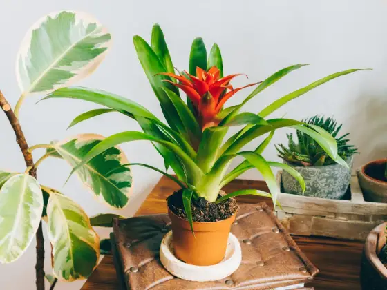 Podlewanie bromelii - Jak robić to dobrze? Poradnik!