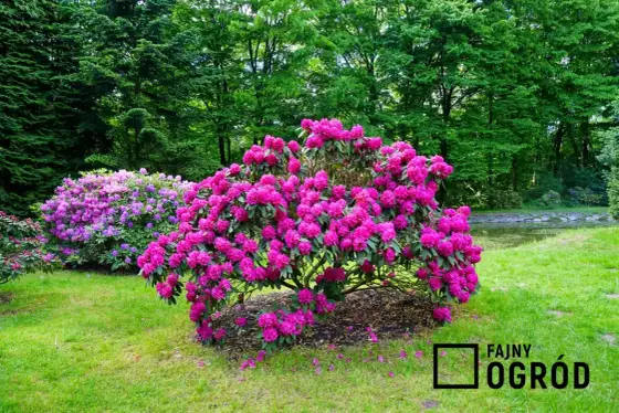 Rododendron - Kiedy kwitnie i jak dbać, by kwitł co rok?