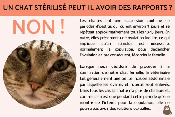 Chat stérilisé marque - Causes et solutions efficaces