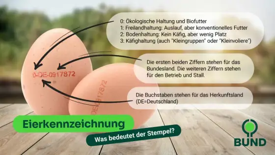 Eier direkt verkaufen - Wann Code, Packstelle & Kennzeichnung?
