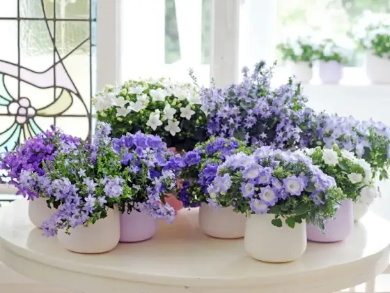 Campanula dzwonek - Jak uprawiać, by kwitł obficie?