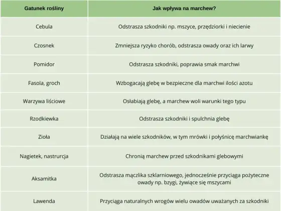 Co siać obok marchwi? Proste zasady udanych zbiorów